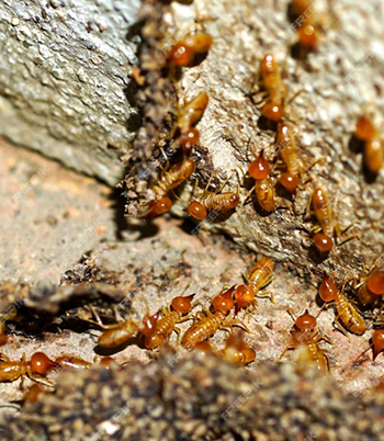 Termite Control Services in Kanchipuram