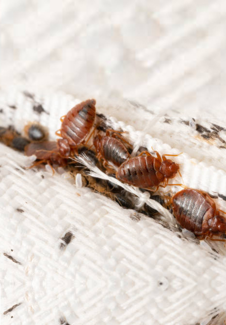 Bed Bugs Control Services in Kanchipuram