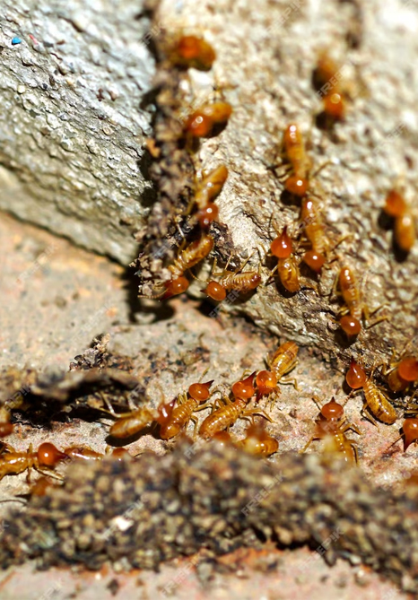 Termite Control Services near me